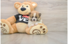 Small Pomeranian Baby