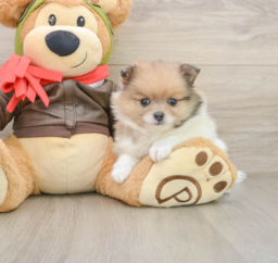 6 week old Pomeranian Puppy For Sale - Florida Fur Babies