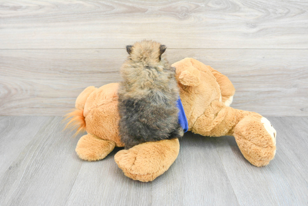 Playful Pomeranian Purebred Pup