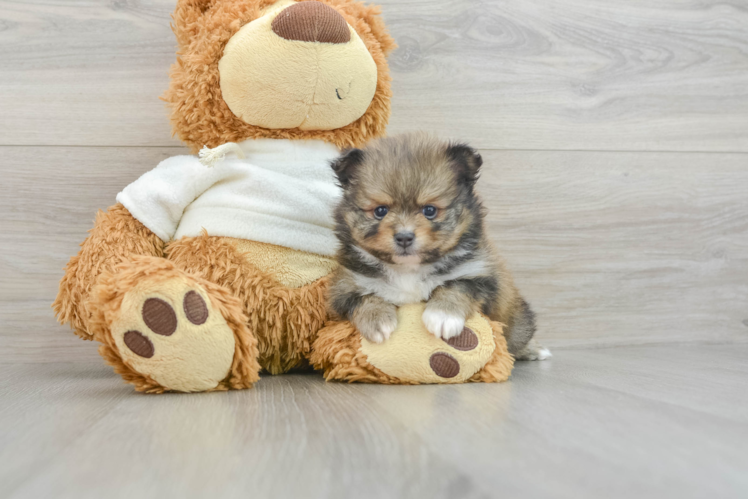 Friendly Pomeranian Baby