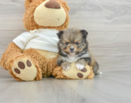 7 week old Pomeranian Puppy For Sale - Florida Fur Babies