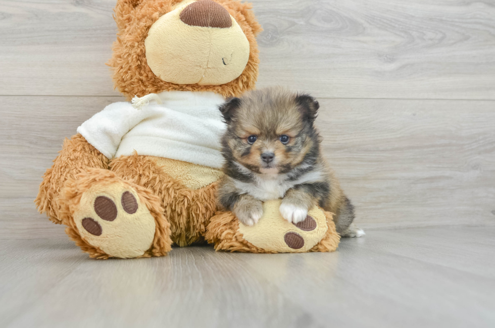 6 week old Pomeranian Puppy For Sale - Florida Fur Babies