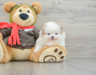 5 week old Pomeranian Puppy For Sale - Florida Fur Babies