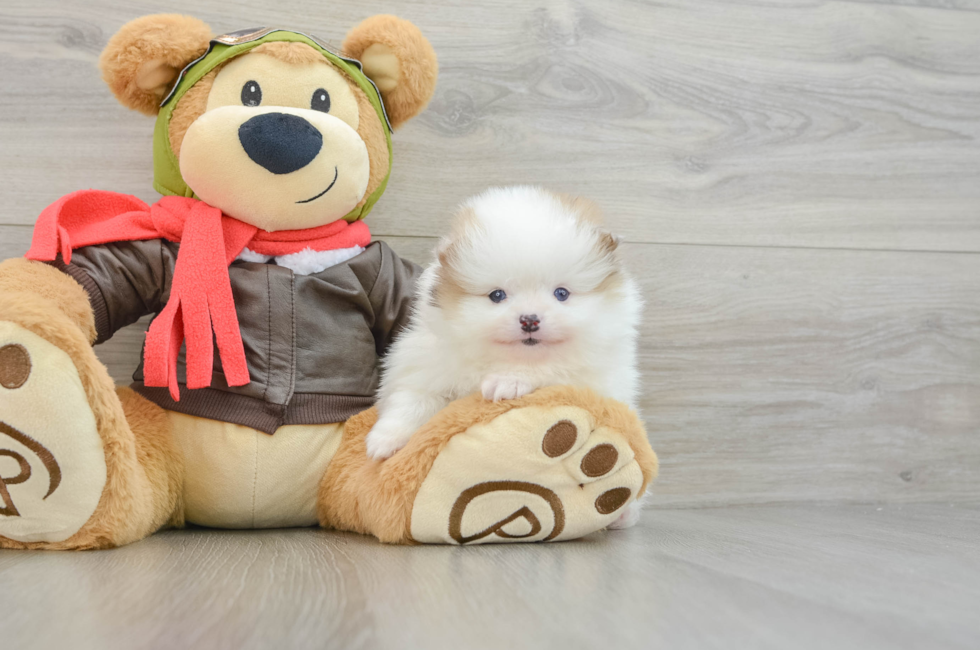 6 week old Pomeranian Puppy For Sale - Florida Fur Babies