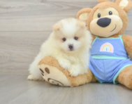 5 week old Pomeranian Puppy For Sale - Florida Fur Babies