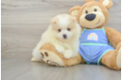 Best Pomeranian Baby