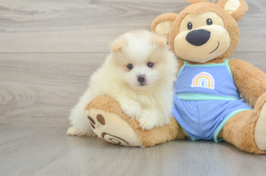 Best Pomeranian Baby
