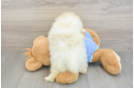 Funny Pomeranian Baby