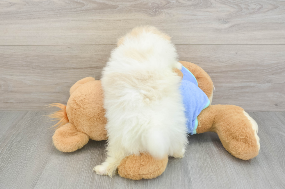 Funny Pomeranian Baby