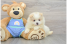 Friendly Pomeranian Baby