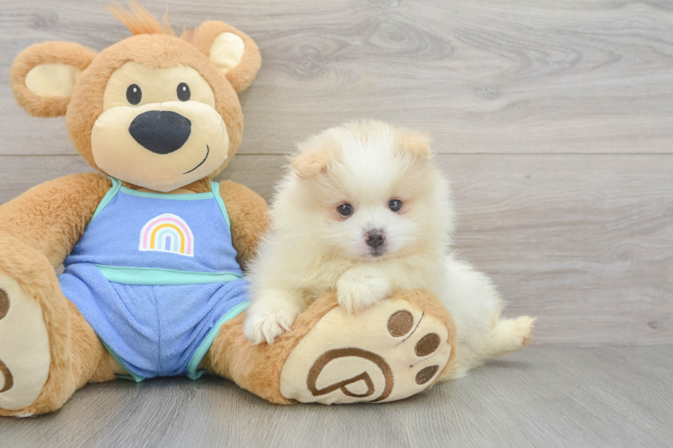 Friendly Pomeranian Baby