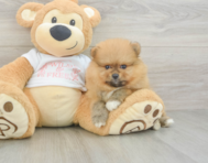 6 week old Pomeranian Puppy For Sale - Florida Fur Babies