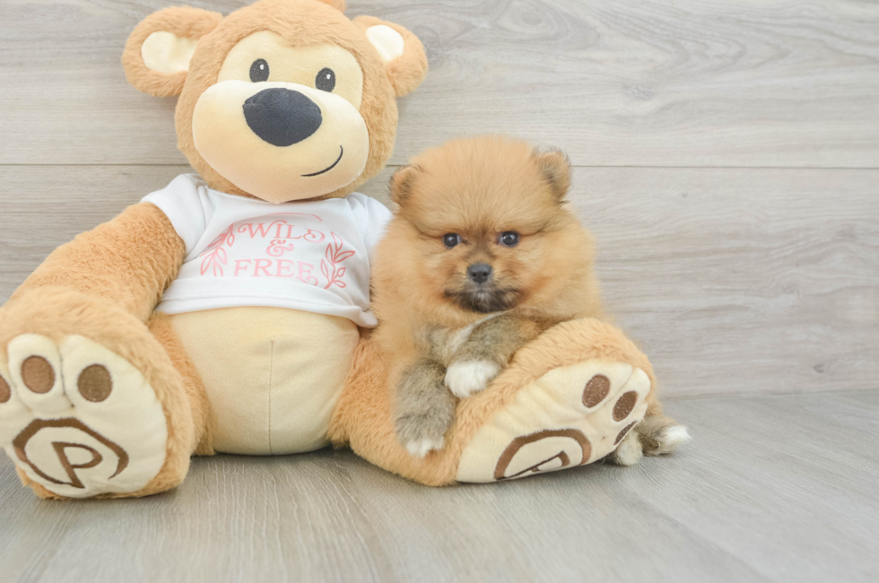 5 week old Pomeranian Puppy For Sale - Florida Fur Babies