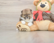 10 week old Pomeranian Puppy For Sale - Florida Fur Babies