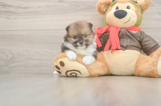 Friendly Pomeranian Baby