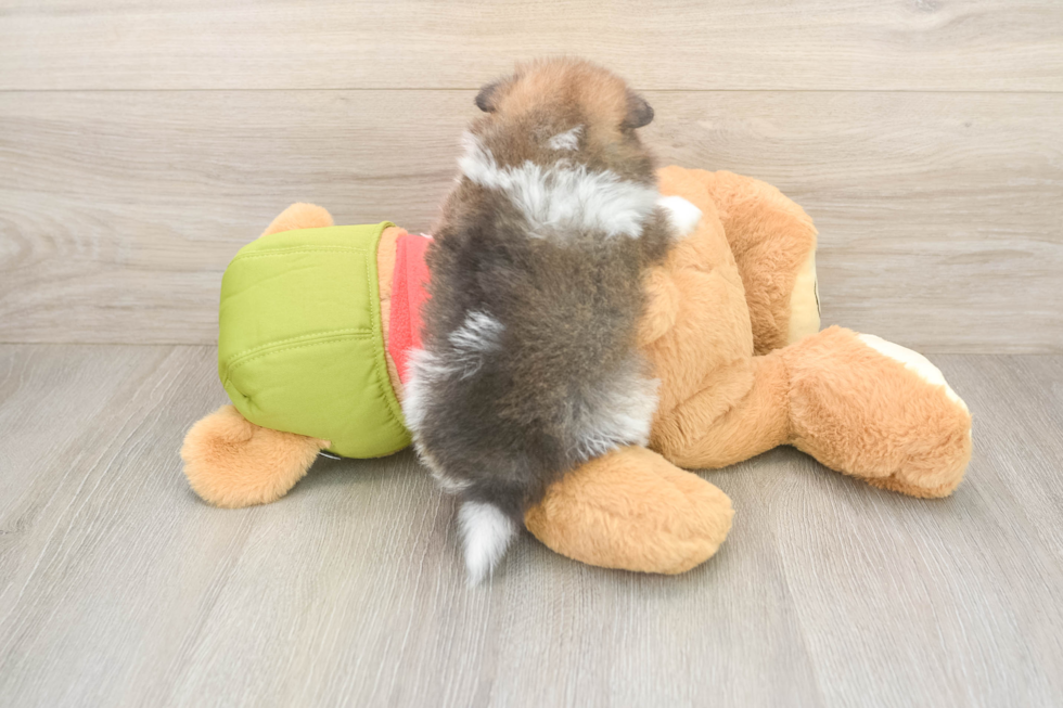 Energetic Pom Purebred Puppy