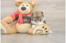 Hypoallergenic Pomeranian Purebred Pup