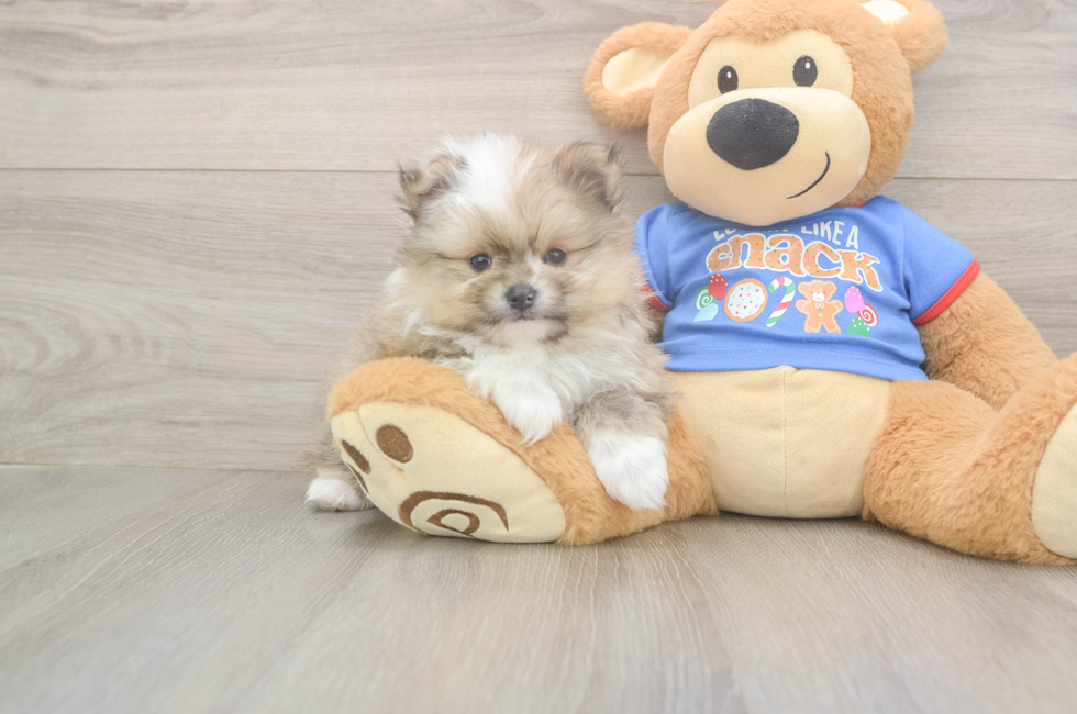 5 week old Pomeranian Puppy For Sale - Florida Fur Babies