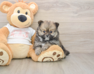 8 week old Pomeranian Puppy For Sale - Florida Fur Babies