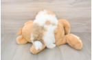 Petite Loulou Purebred Puppy