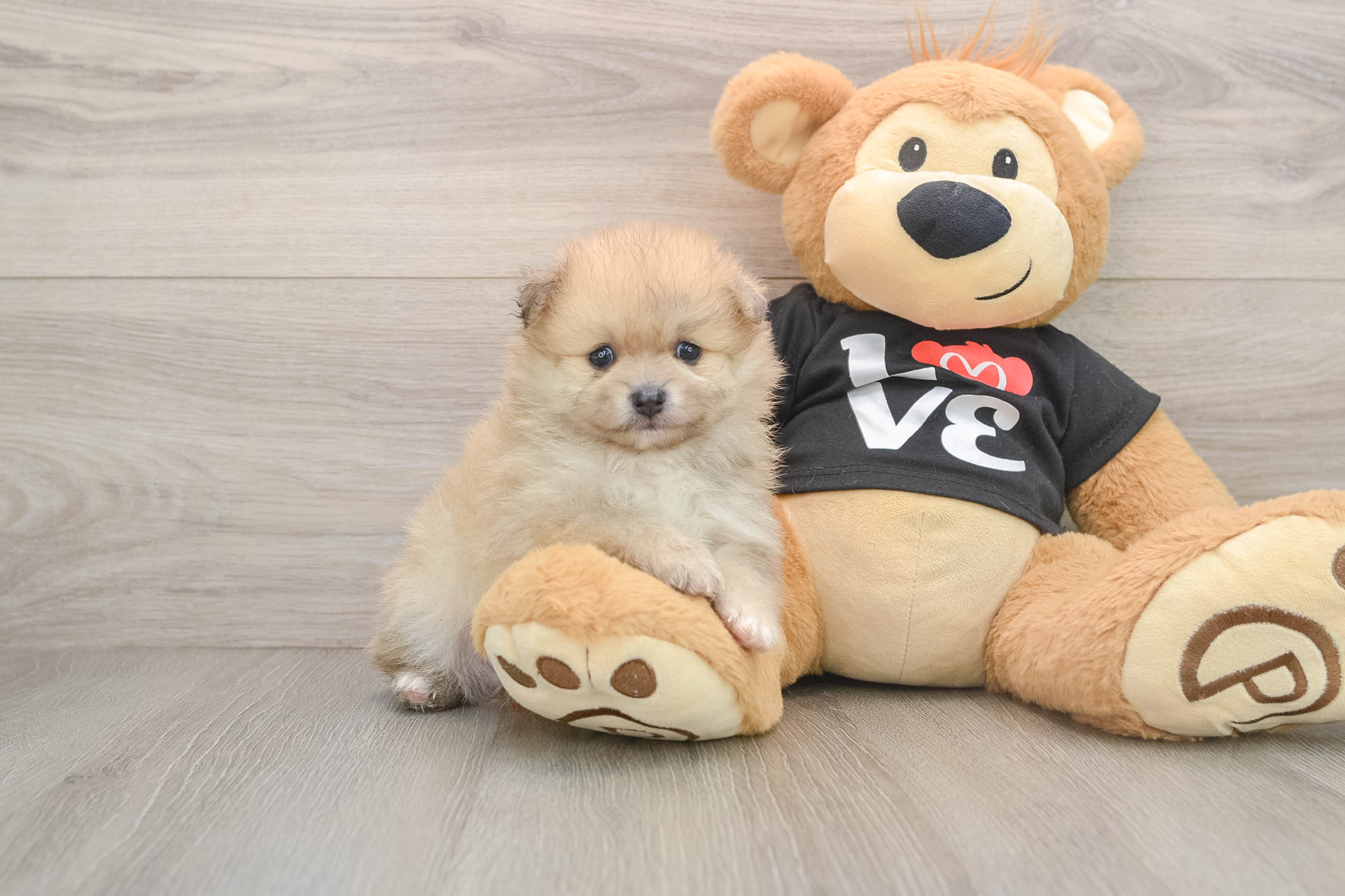 Akc Registered Pomeranian Purebred Pup