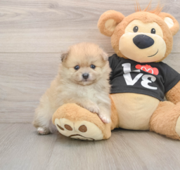 7 week old Pomeranian Puppy For Sale - Florida Fur Babies