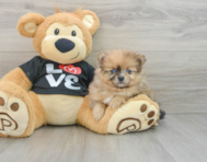 7 week old Pomeranian Puppy For Sale - Florida Fur Babies