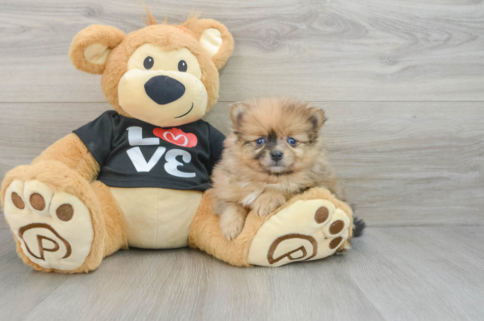 6 week old Pomeranian Puppy For Sale - Florida Fur Babies