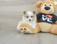 7 week old Pomeranian Puppy For Sale - Florida Fur Babies