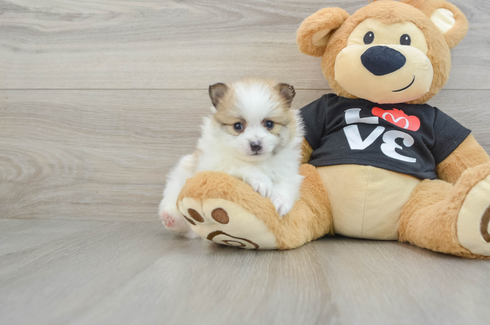 7 week old Pomeranian Puppy For Sale - Florida Fur Babies