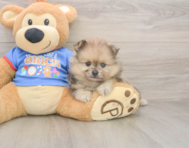 7 week old Pomeranian Puppy For Sale - Florida Fur Babies