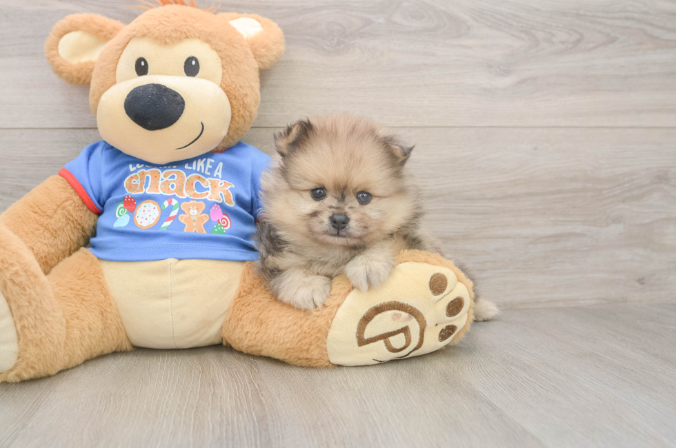 5 week old Pomeranian Puppy For Sale - Florida Fur Babies