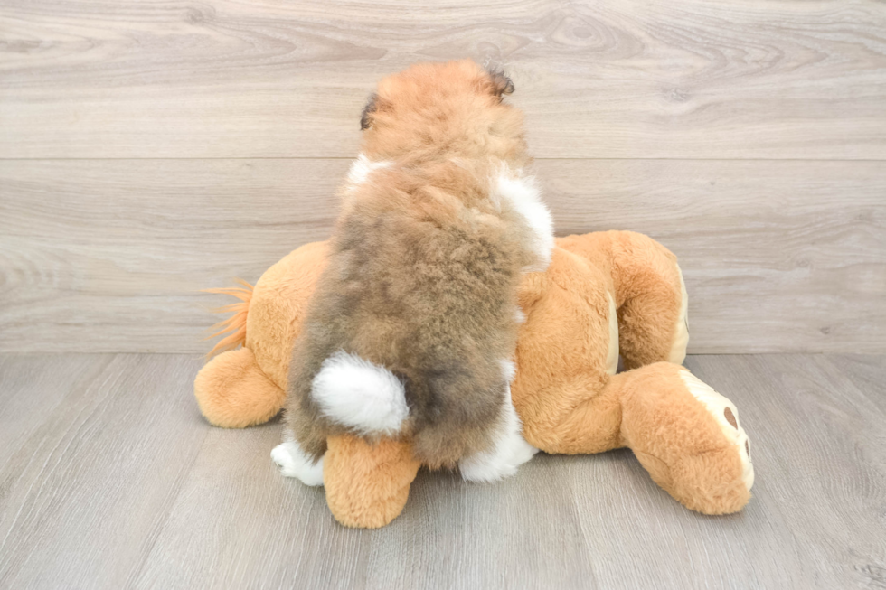 Fluffy Pom Dog Purebred Puppy