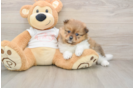Funny Pomeranian Purebred Pup