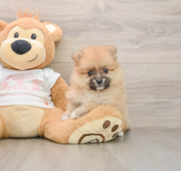 6 week old Pomeranian Puppy For Sale - Florida Fur Babies