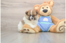 Playful Pomeranian Baby