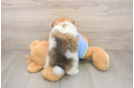 Hypoallergenic Pomeranian Baby
