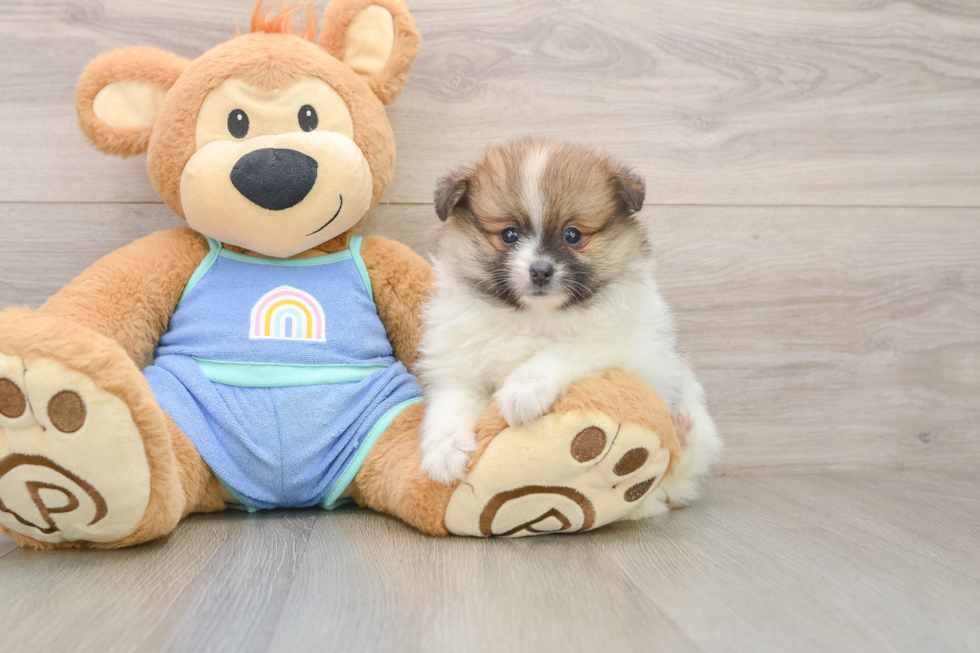 Akc Registered Pomeranian Baby