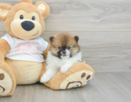 7 week old Pomeranian Puppy For Sale - Florida Fur Babies