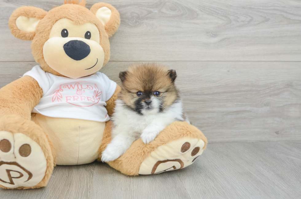 6 week old Pomeranian Puppy For Sale - Florida Fur Babies