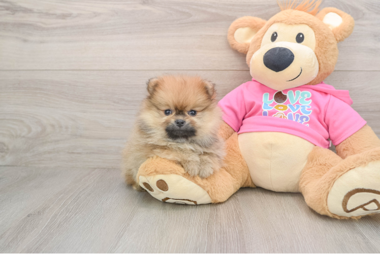 Pomeranian Pup Being Cute