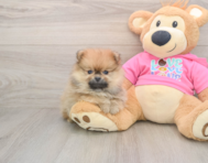 9 week old Pomeranian Puppy For Sale - Florida Fur Babies
