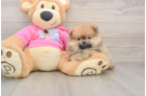 Pomeranian Pup Being Cute