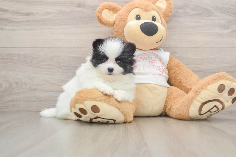 Pomeranian Pup Being Cute