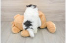 Pomeranian Pup Being Cute