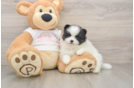 Cute Pom Purebred Puppy