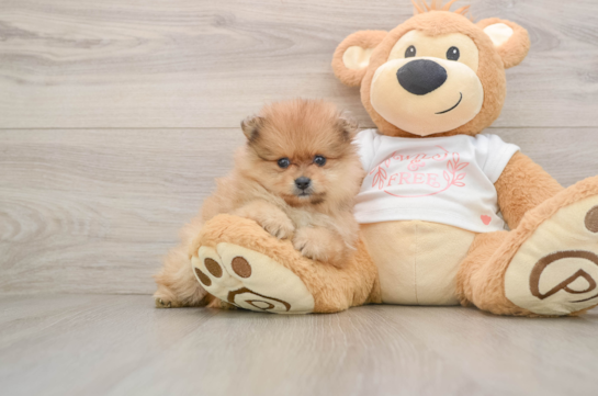 Best Pomeranian Baby