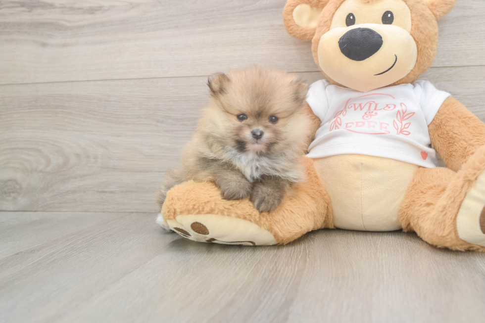 Meet Bubbles - our Pomeranian Puppy Photo  2/3 - Florida Fur Babies Pomeranian Pup Being Cute