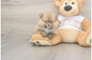 Meet Bubbles - our Pomeranian Puppy Photo  2/3 - Florida Fur Babies Pomeranian Pup Being Cute