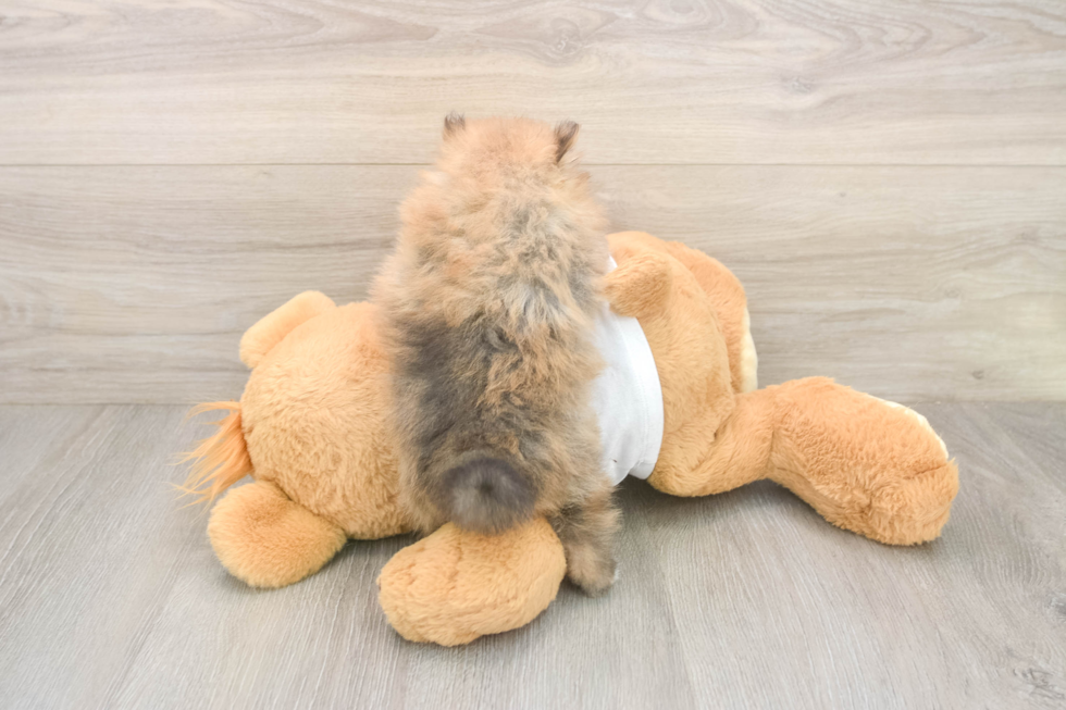 Meet Bubbles - our Pomeranian Puppy Photo  3/3 - Florida Fur Babies Best Pomeranian Baby
